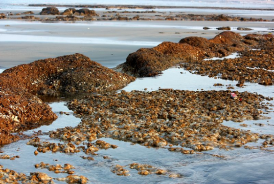 深沪湾海底古森林