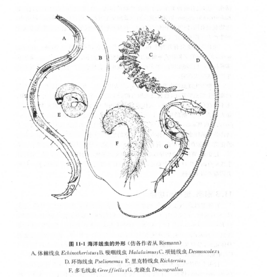 海洋线虫