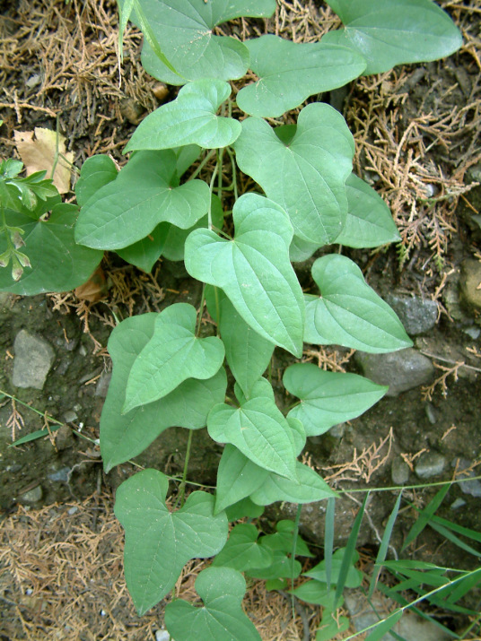 粘山药（薯蓣科薯蓣属植物）