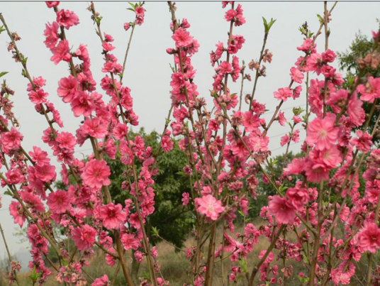 东莞松山湖花海