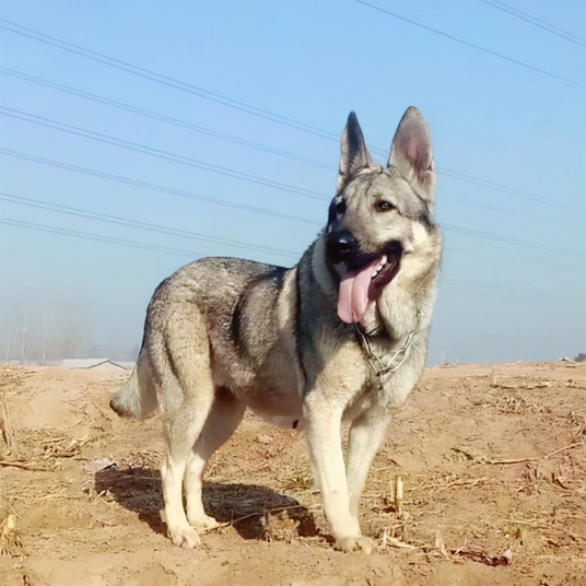 狼青犬