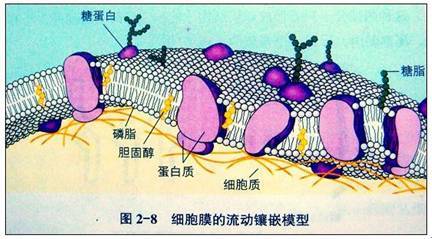 流动镶嵌模型