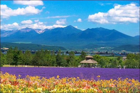 富良野