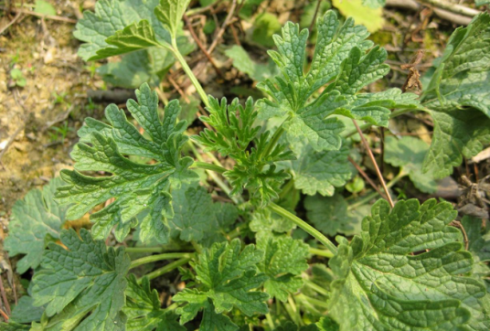 野油麻（唇形科植物）