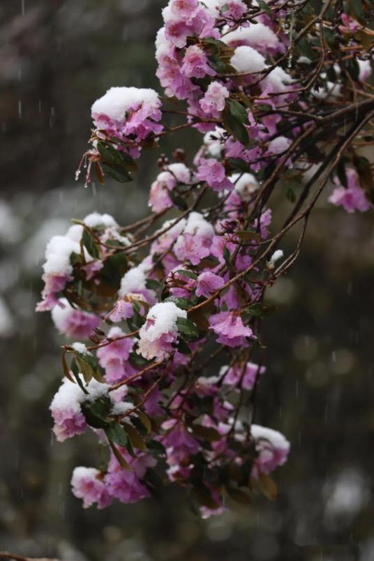 纯雪杜鹃