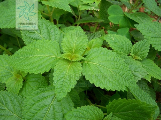 狭基线纹香茶菜