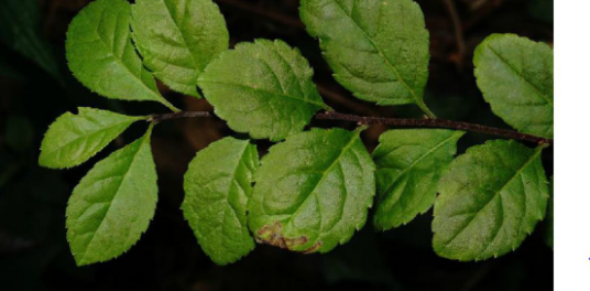 满树星（中药材植物）