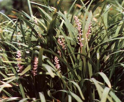 湖北麦冬（百合科山麦冬属植物）