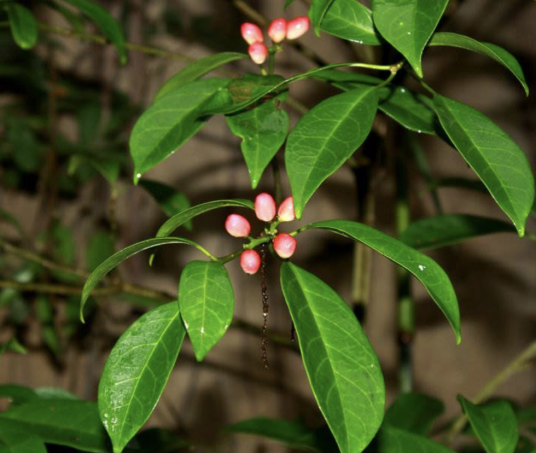 马比木（茶茱萸科假柴龙树属植物）