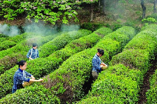 天台华顶云雾茶