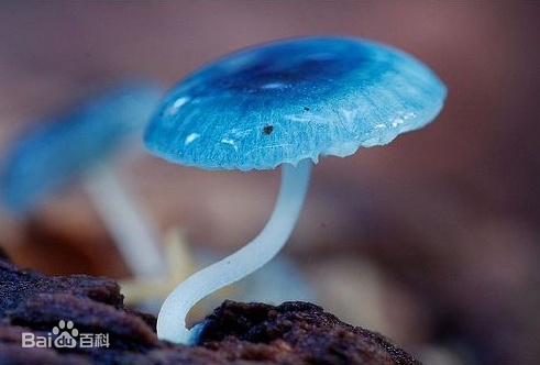 mycena interrupta