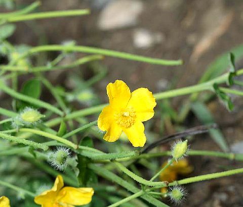 秃疮花（罂粟科秃疮花属植物）