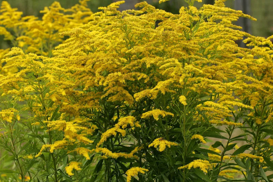 一枝黄花（菊科一枝黄花属植物）