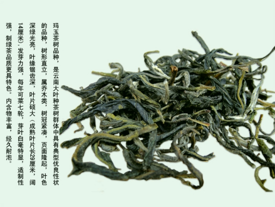 绿春玛玉茶