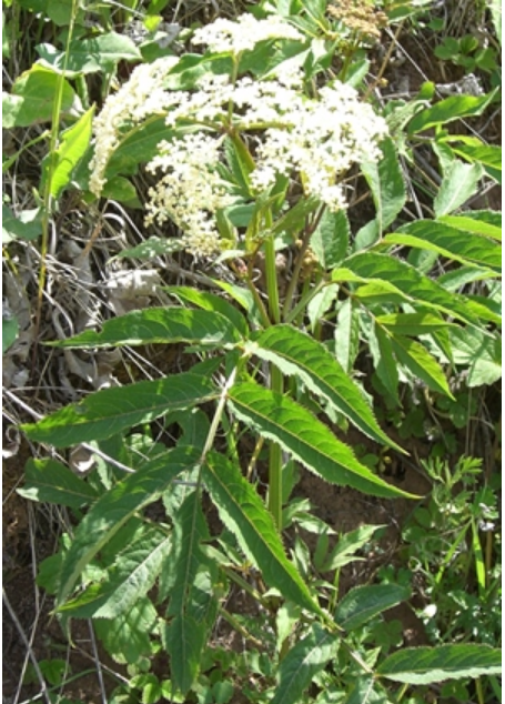 血满草（忍冬科接骨木属植物）