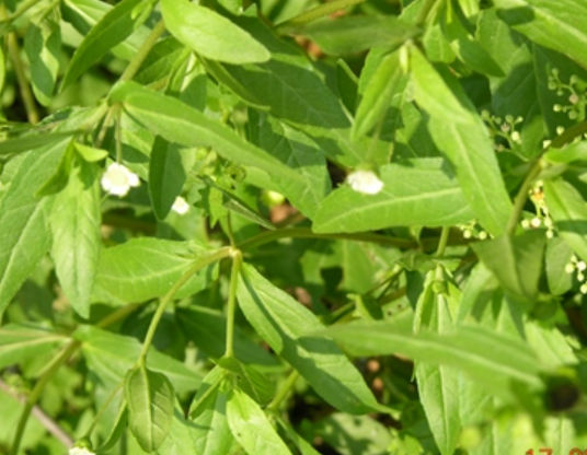 鳢肠（菊科鳢肠属植物）