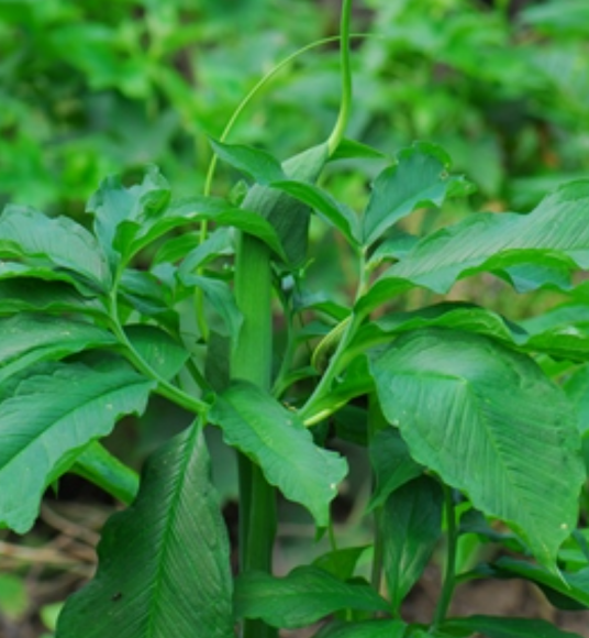 天南星（天南星科犁头尖属植物）