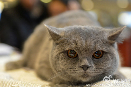 维尔纽斯国际猫展