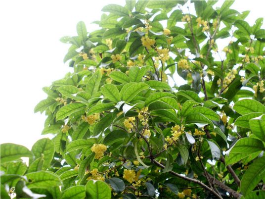 桂花树种植技术网