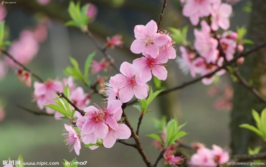 桃花（紫云仙客的桃花诗）