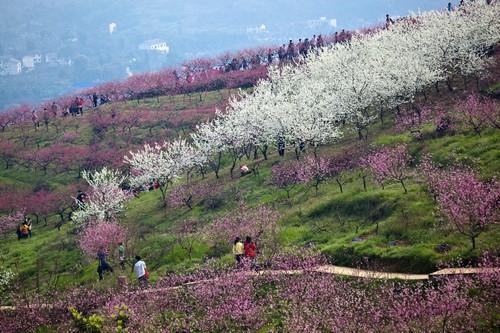 虎峰山桃花节