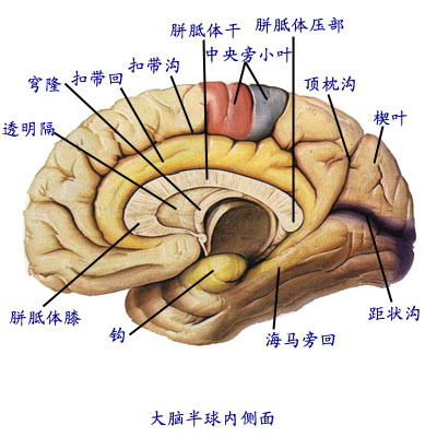 神经中枢