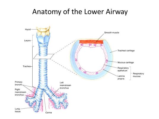 下呼吸道组成