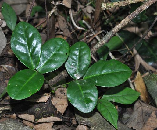 山豆根（豆科山豆根属植物）