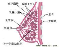 针灸丰胸