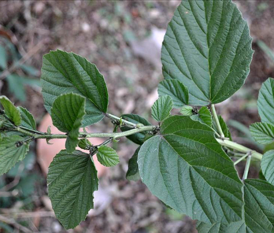 补骨脂（豆科补骨脂属植物）