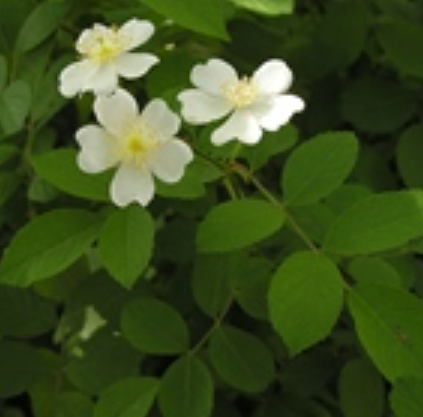 Rosa multiflora