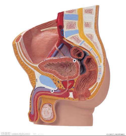 男性内生殖系统