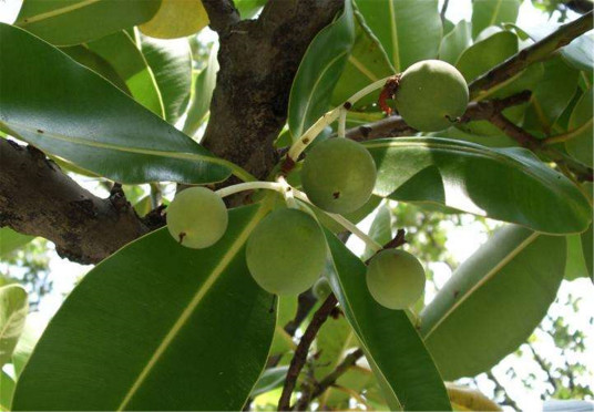 红厚壳（藤黄科红厚壳属植物）