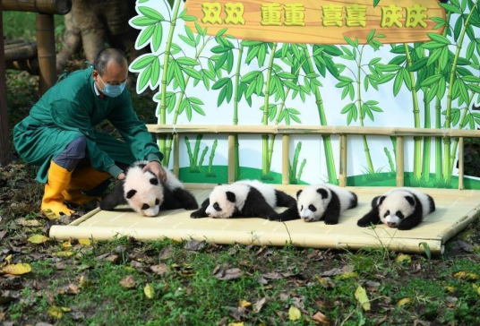 大熊猫双双（重庆动物园圈养的大熊猫）