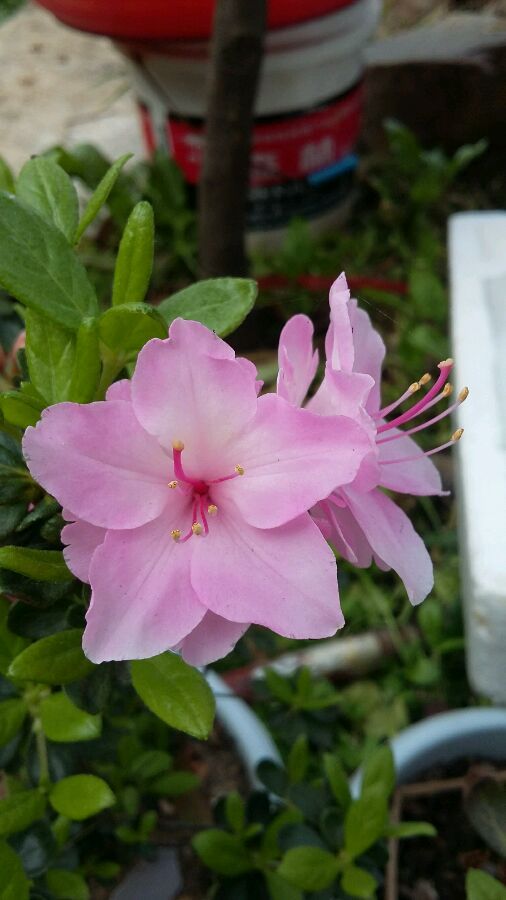 宝玉（杜鹃花属植物）