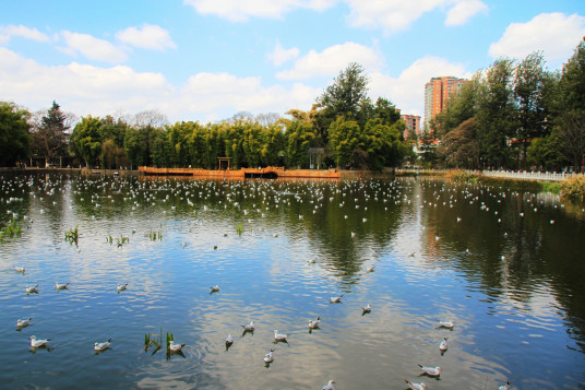 翠湖（北京翠湖湿地公园）