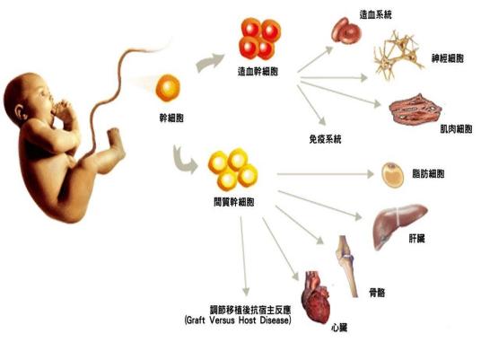 脐带血造血干细胞