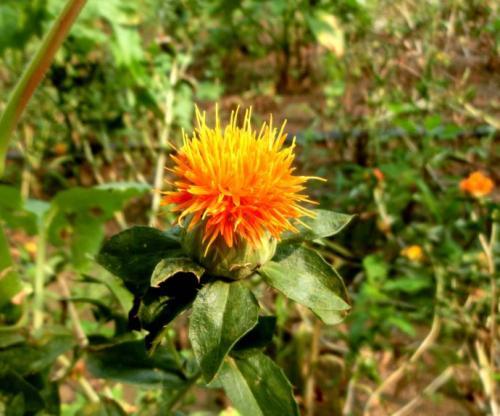 黄蓝（植物界）