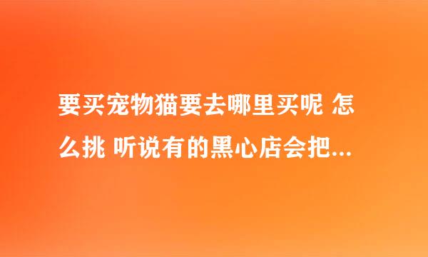 要买宠物猫要去哪里买呢 怎么挑 听说有的黑心店会把生病的宠物拿出来卖。。