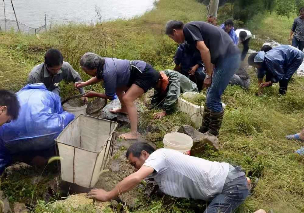 河北一农户种植30亩花生遭村民哄抢，为何民警也制止不了村民的这种行为？