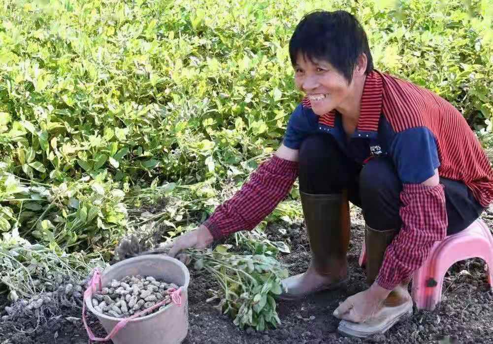 河北一农户种植30亩花生遭村民哄抢，为何民警也制止不了村民的这种行为？