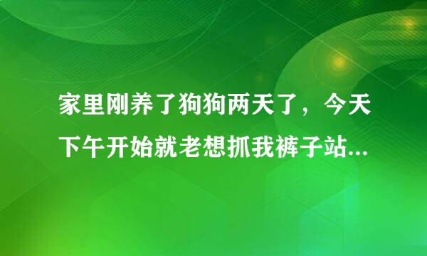 家里刚养了狗狗两天了，今天下午开始就老想抓我裤子站立起来，还想咬