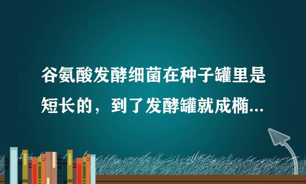 谷氨酸发酵细菌在种子罐里是短长的，到了发酵罐就成椭圆的了？