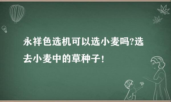 永祥色选机可以选小麦吗?选去小麦中的草种子！