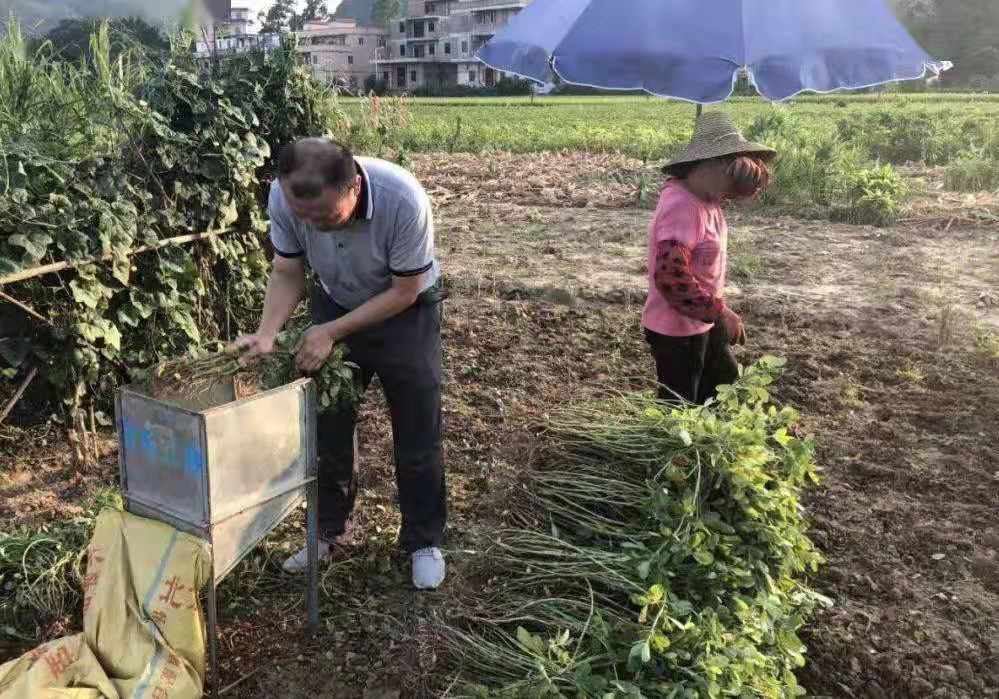 河北一农户种植30亩花生遭村民哄抢，为何民警也制止不了村民的这种行为？