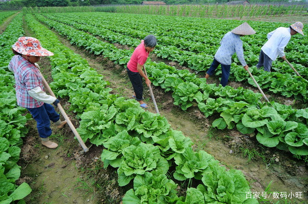 农村大棚种植有没有相关补贴政策？是如何补贴的？