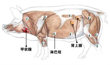 猪淋巴结分布图