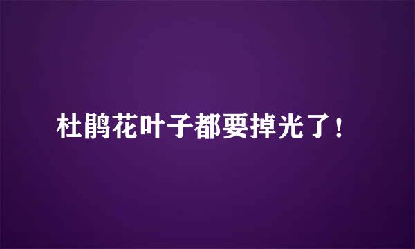 杜鹃花叶子都要掉光了！