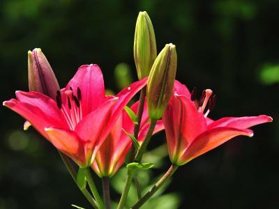 如何在家种植百合花？