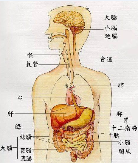 肝胆在什么位置图